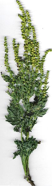 external image ambrosia_artemisiifolia_Wikipedia.jpg